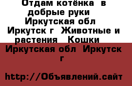 Отдам котёнка..в добрые руки! - Иркутская обл., Иркутск г. Животные и растения » Кошки   . Иркутская обл.,Иркутск г.